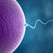 HER4: Surgical sperm retrieval in non-obstructive azoospermic men – a randomized trial